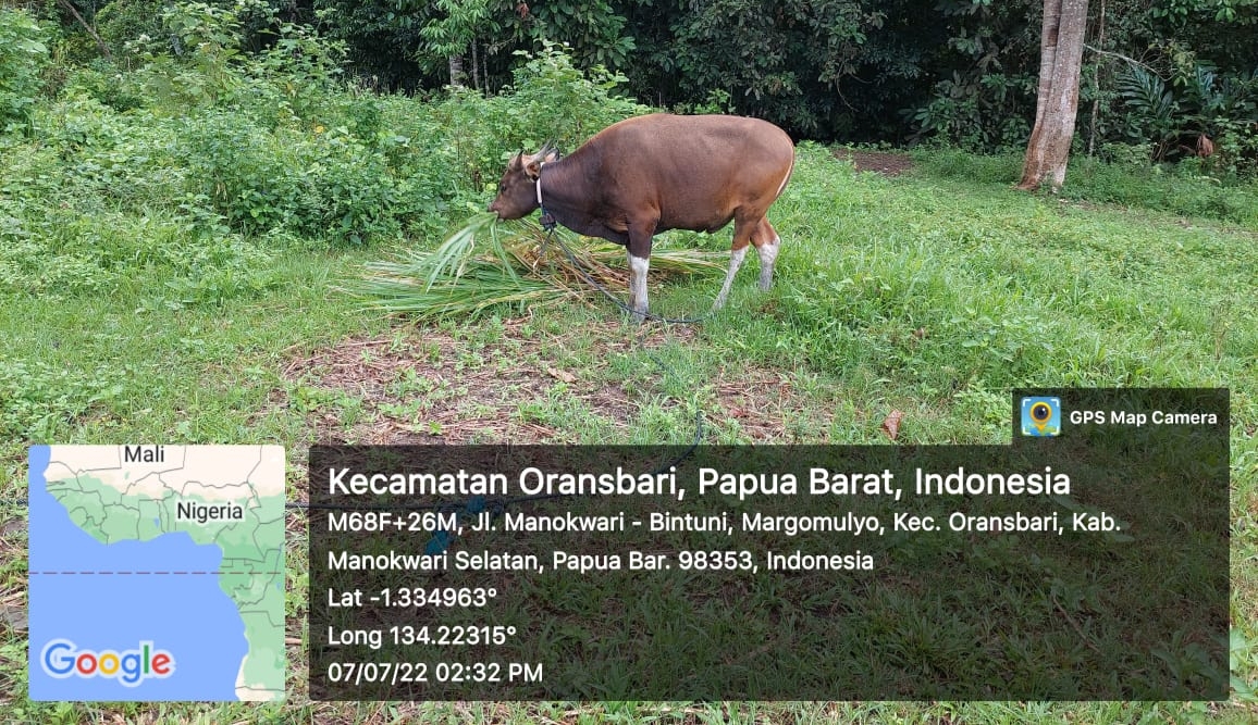 Keterangan Gambar : Seekor sapi kurban dari Febriza Kasihiw Berkurban Untuk Warga Margomulyo. (Istimewa)