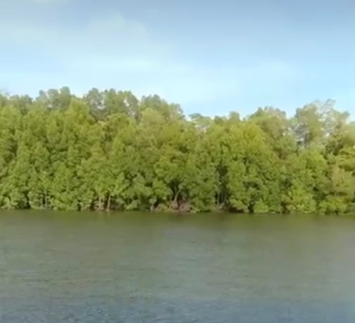 BP Telah Rehabilitasi 1.320 Hektare Hutan Bakau di Teluk Bintuni, Menuju Target Total Rehabilitasi Sekitar 7.000 Hektare di Papua Barat