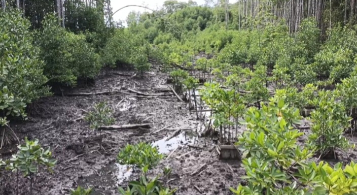 Dugaan PT Bintuni Utama Murni Wood Industries
Tanam Mangrove Hanya Kamuflase (foto, kamis 31 Agustus 2023/MPR) 
