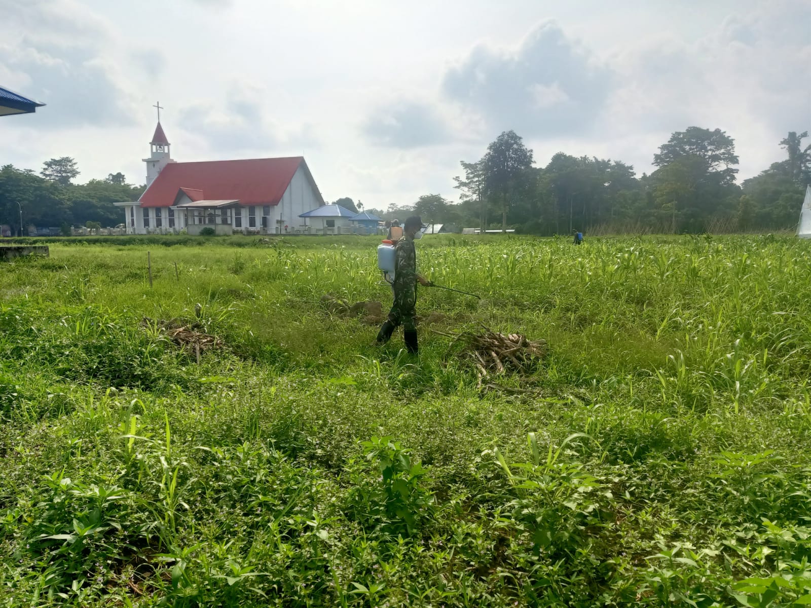 Babinsa Koramil 1806-01/Bintuni melakukan Penanaman Jagung di Bintuni nntuk meningkatkan Ketahanan Pangan dan Dukungan Sosial, tampak Anggota Babinsa melakukan penyemprotan rumput di sekitar lahan, Kamis (26/10/2023) dok; Kodim 1806/TB
