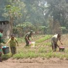 Inisiatif Bersama Koramil Babo dan Masyarakat di Kampung Nussei, Kabupaten Teluk Bintuni, untuk Mengatasi Stunting dan Tingkatkan Ketahanan Pangan