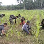 Tampak Danramil 1806-01/Bintuni membersihkan lahan jagung bersama para Babinsa, Minggu (05/11/2023) 