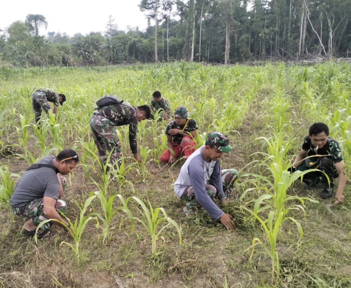 Tampak Danramil 1806-01/Bintuni membersihkan lahan jagung bersama para Babinsa, Minggu (05/11/2023) 