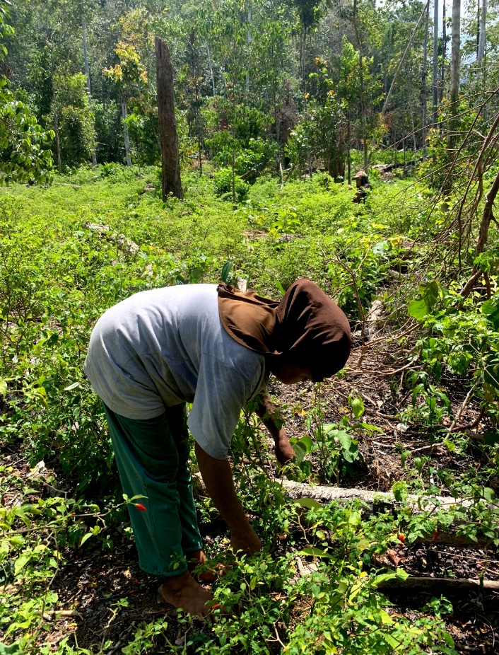 Gambar 4: Echa Muri, Petani Cabe Rawit di Kampung Fior yang akan terdampak oleh proyek PT Pupuk Kaltim /Perkumpulan Panah Papua