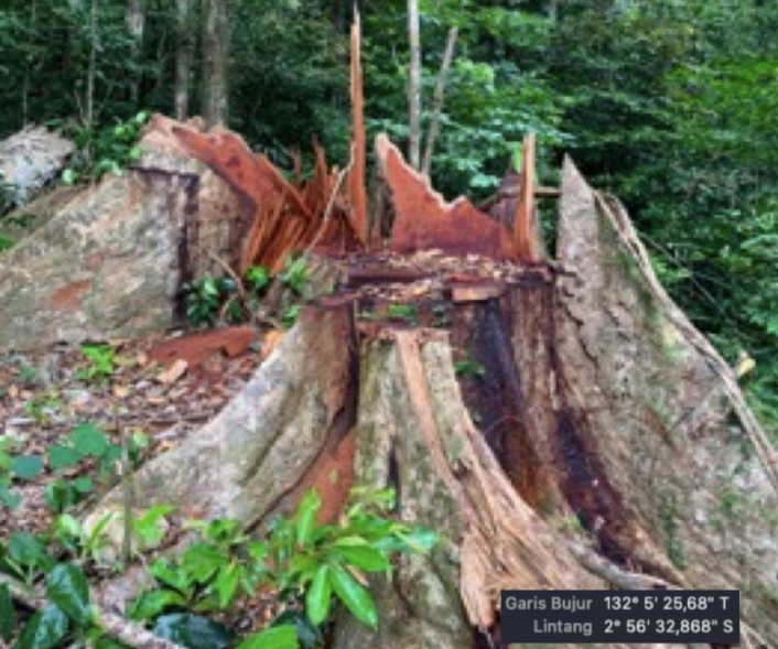 Gambar 2: Tunggak kayu merbau di wilayah moratorium hutan sekitar Bandara Siboru