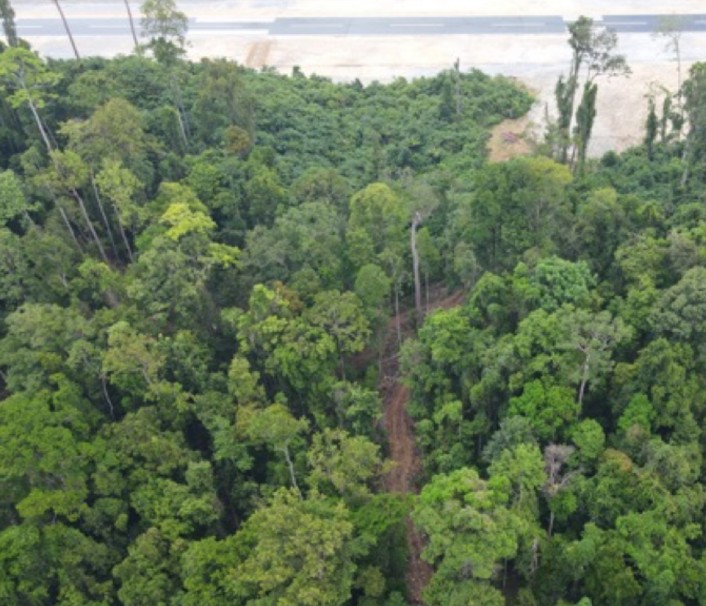 Gambar 3: Jalur Logging yang Dibuat Oleh PT Aulia Mitra Dewata (PT AMD) /Perkumpulan Panah Papua