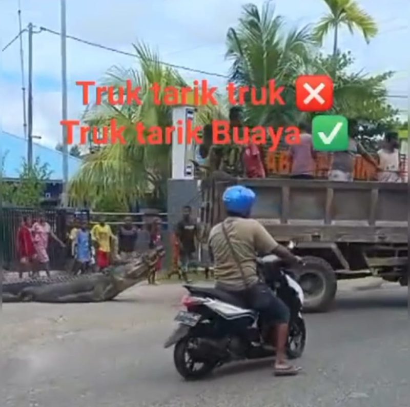 Tampak truk menarik seekor buaya, Sabtu (6/4) foto : Screenshot video warga. 