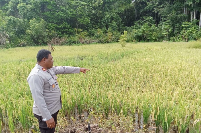 Kapolsek Aranday, Iptu Herman Rumfabe, berpose di persawahan Distrik Tomu pada Jumat (5/4).