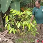 Yanuarius Baru, S.Hut  berpose di Tanaman Pala disalah satu kebun milik warga binaan dinas Pertanian. 
