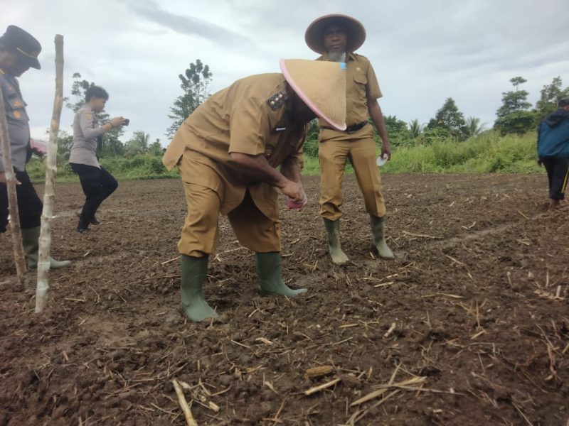 Tampak Bupati Teluk Bintuni, Matret Kokop, SH, turut menanam bibit jagung.
Foto Istimewa  