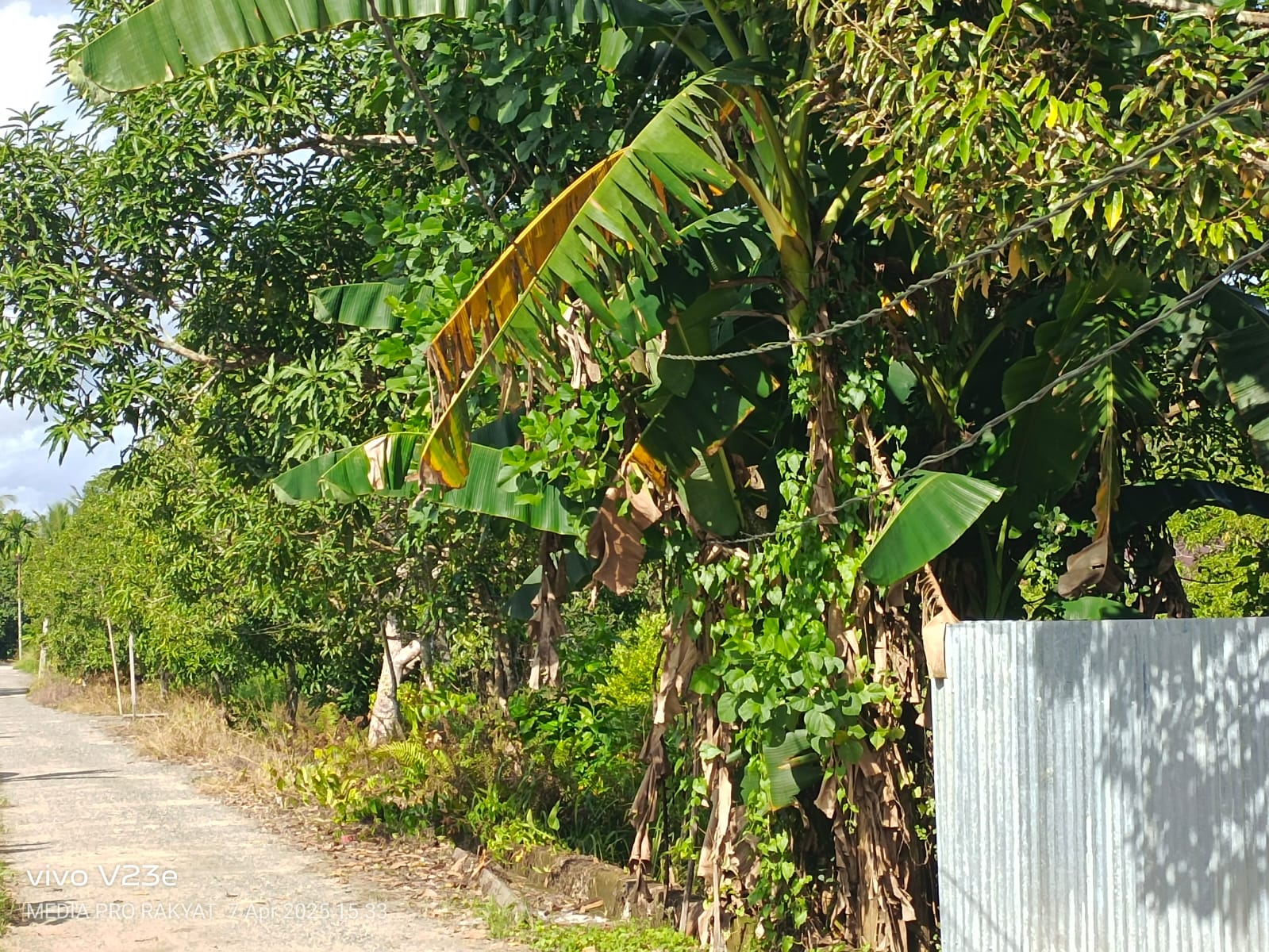 Tampak kabel listrik terjepit di antara dedaunan dan ranting pohon—kondisi yang sangat berbahaya, terutama saat hujan turun, karena kerusakan sekecil apa pun bisa memicu bencana. Foto: Mediaprorakyat.com