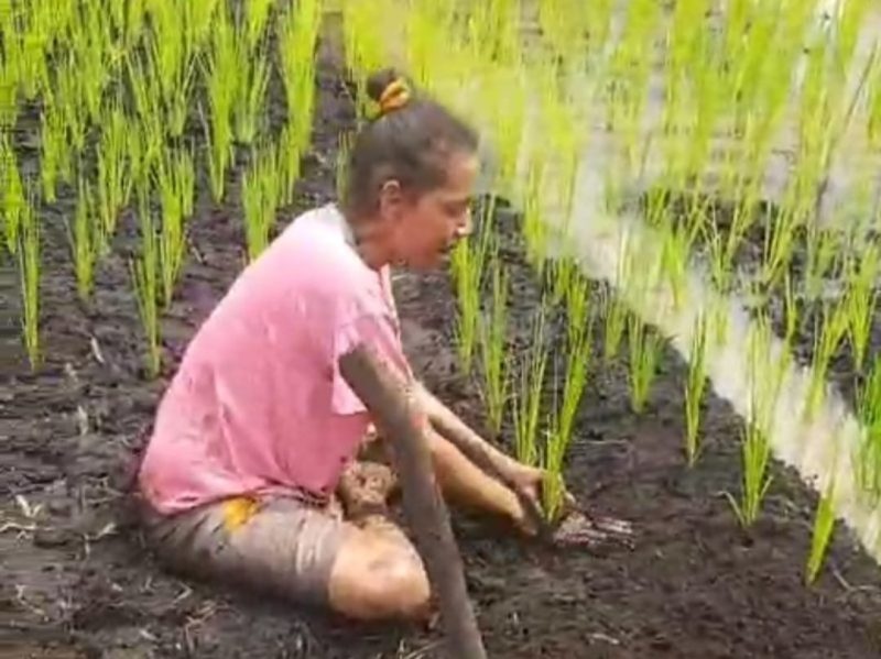 Keterangan Gambar:
Seorang warga Distrik Tomu tengah menanam padi ladang.
Foto: Syamsul Inai (Kepala Distrik Tomu)  