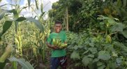 Keterangan Gambar: Sekretaris Dewan Pimpinan Cabang (DPC) Partai Persatuan Pembangunan (PPP) Teluk Bintuni, Said Harisa Bauw, berpose bersama hasil panen jagung di lahannya, Senin (7/7/2025).