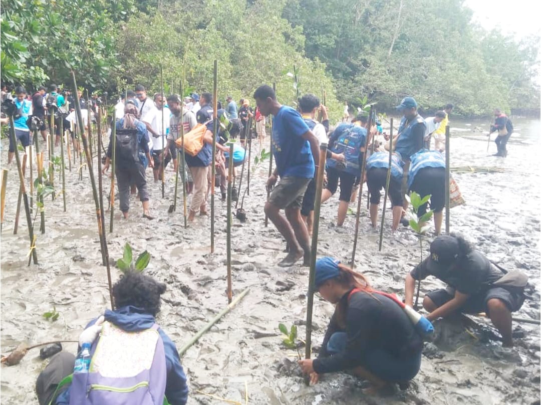 PLN dan ECODefender Tanam 1.000 Mangrove di Saubeba, Dorong Pelestarian dan Ekowisata Pesisir