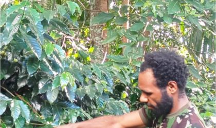 Caption: Seorang petani kopi, Pilatus Alua, saat diwawancarai di lokasi perkebunan kopi Arabika Aluama, Desa Jiwika, Distrik Kurulu, Kabupaten Jayawijaya, Provinsi Papua Pegunungan, Rabu (16/7/2025). Foto: Julianus Surabut/MPR