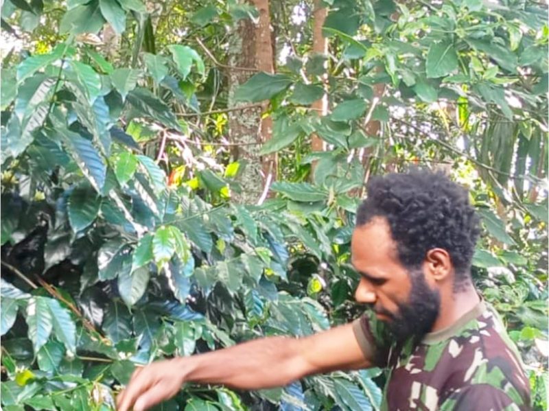 Caption:
Seorang petani kopi, Pilatus Alua, saat diwawancarai di lokasi perkebunan kopi Arabika Aluama, Desa Jiwika, Distrik Kurulu, Kabupaten Jayawijaya, Provinsi Papua Pegunungan, Rabu (16/7/2025).
Foto: Julianus Surabut/MPR  