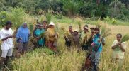 Keterangan Foto: Petani lokal di Parit 9, Distrik Tomu, tengah memanen padi dengan penuh kegembiraan dan rasa syukur. Lokasi: Parit 9, Distrik Tomu, Kabupaten Teluk Bintuni Tanggal: 27 Juli 2025 Penanggung Jawab: Mama Halima Inai