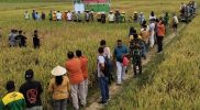100 Hari Kerja Bupati Yohanis Manibuy dan Wabup Joko Lingara, Dinas Pertanian Gelar Panen Raya Padi Sawah di Kampung Argosigemarai, Distrik Bintuni, Sabtu (13/9/2025)