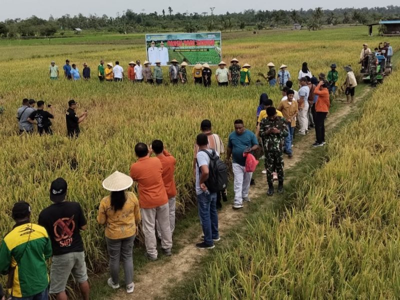 100 Hari Kerja Bupati Yohanis Manibuy dan Wabup Joko Lingara, Dinas Pertanian Gelar Panen Raya Padi Sawah di Kampung Argosigemarai, Distrik Bintuni, Sabtu (13/9/2025)
